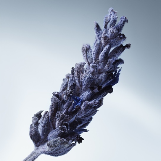 METAL LAVENDER EAU DE PARFUM 3