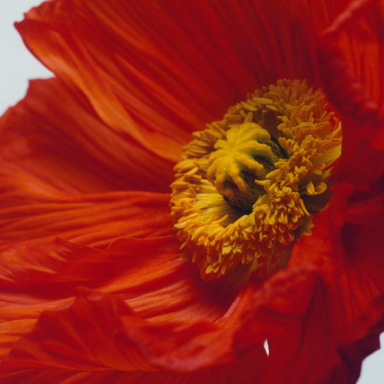 SCARLET POPPY COLOGNE INTENSE 3