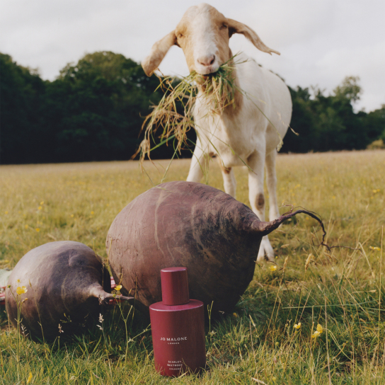 SCARLET BEETROOT COLOGNE​  3
