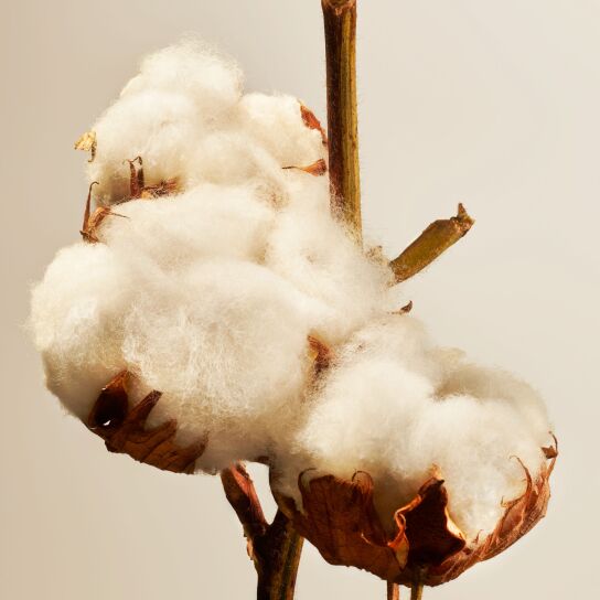 COTTON BLOSSOM CANDLE  3