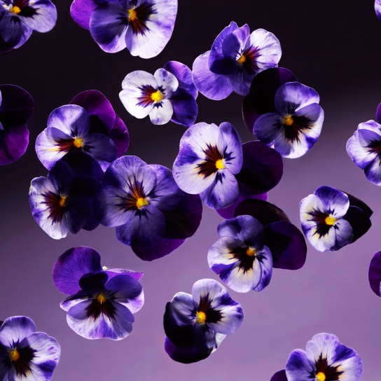 SMOOTH VIOLET HAND WASH 2