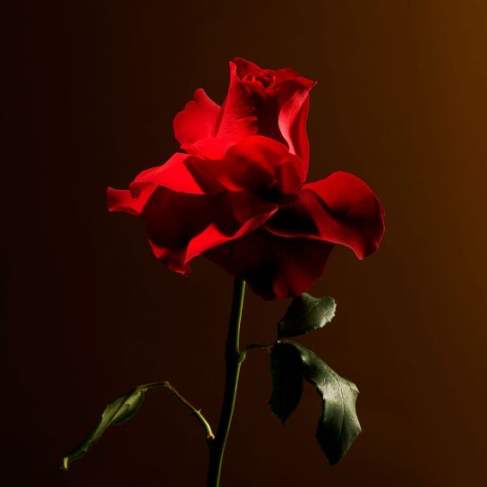 IMPERIAL ROSE CANDLE 3