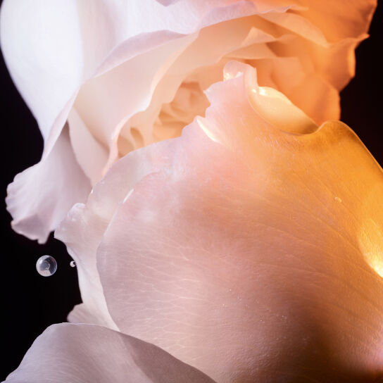 DIOR PRESTIGE LA LOTION ESSENCE DE ROSE LOTION FOR FACE AND NECK 2