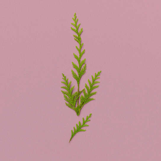 THE ALCHEMIST'S GARDEN A WINTER MELODY ACQUA PROFUMATA EAU DE TOILETTE 3