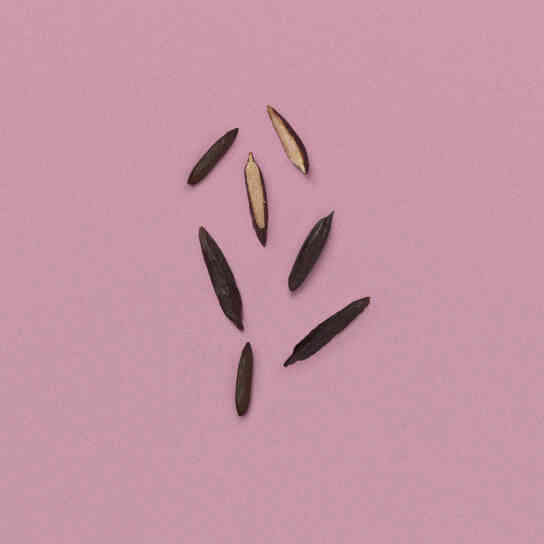 THE ALCHEMIST'S GARDEN MOONLIGHT SERENADE ACQUA PROFUMATA EAU DE TOILETTE 3