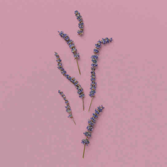 THE ALCHEMIST'S GARDEN MOONLIGHT SERENADE ACQUA PROFUMATA EAU DE TOILETTE 4