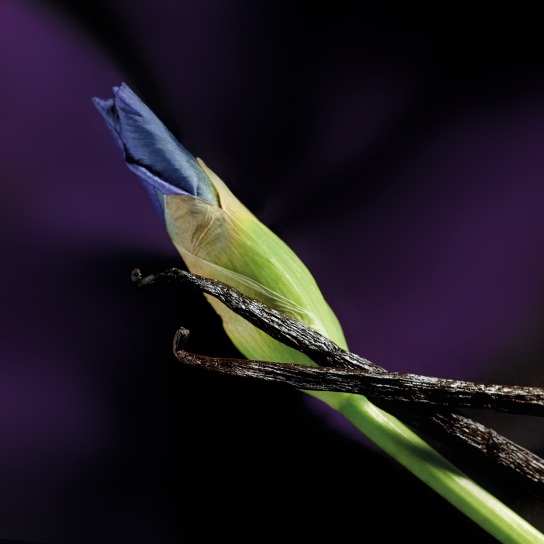 IRIS MALIKHÂN EAU DE PARFUM 3