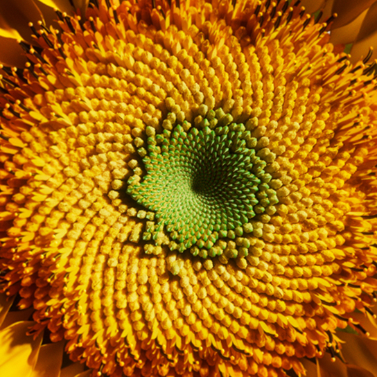 HF07 933 OMEGA HYDRATING HAIR OIL 5