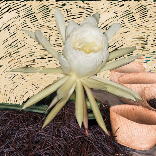 VANILLE ANTIQUE EXTRAIT DE PARFUM 3