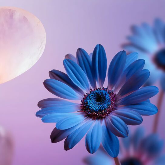 DREAM FRAGRANCE STICKS  3