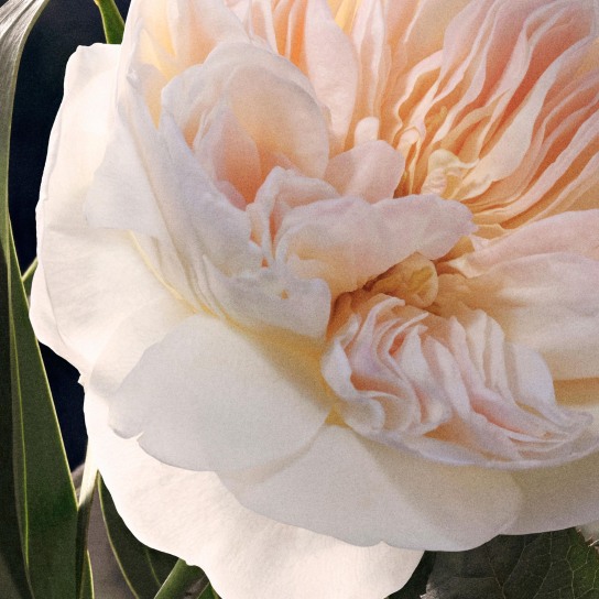 CHLOÉ EAU DE PARFUM  8