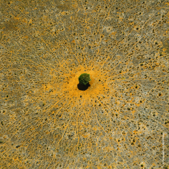 AQUA ALLEGORIA MANDARINE BASILIC  EAU DE TOILETTE  5