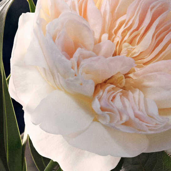 CHLOÉ EAU DE PARFUM  5