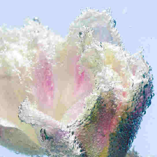 HAND WASH TULIPMANIA REFILL  1