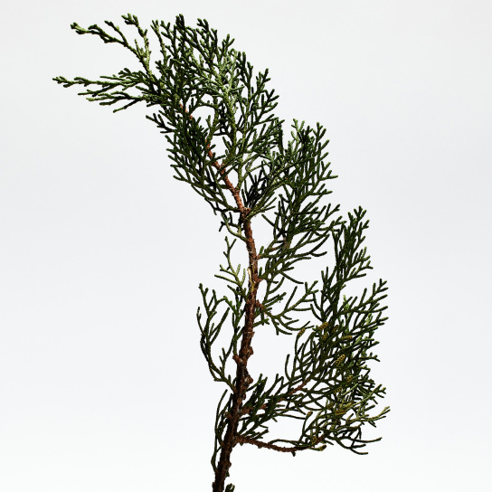 LOEWE 001 MAN EAU DE PARFUM 2