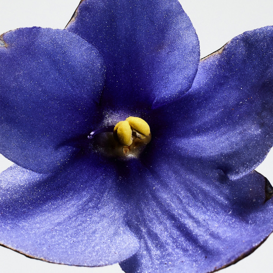 LOEWE UN PASEO POR MADRID SAN MIGUEL EAU DE PARFUM 2