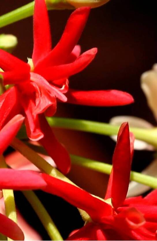 GUCCI BLOOM EAU DE PARFUM 4