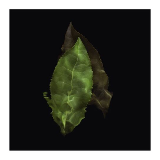 ARMANI PRIVÉ THÉ YULONG EAU DE TOILETTE 4