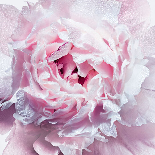 MISS DIOR FRESH BODY CREAM 2