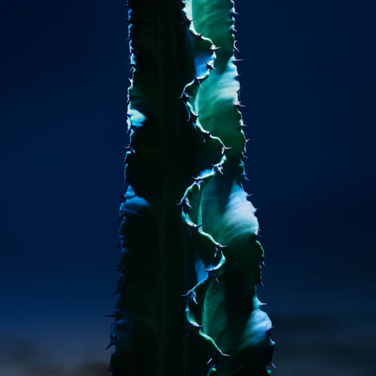 SAUVAGE THE CLEANSER FACE CLEANSER - BLACK CHARCOAL AND CACTUS 2