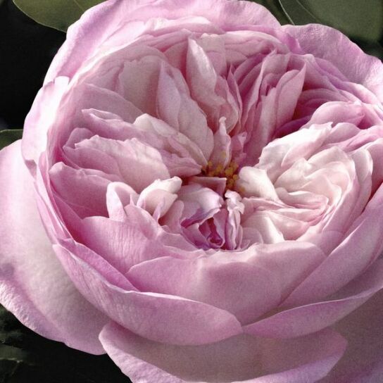 SIGNATURE ROSE NATURELLE INTENSE EAU DE PARFUM REFILLABLE 3
