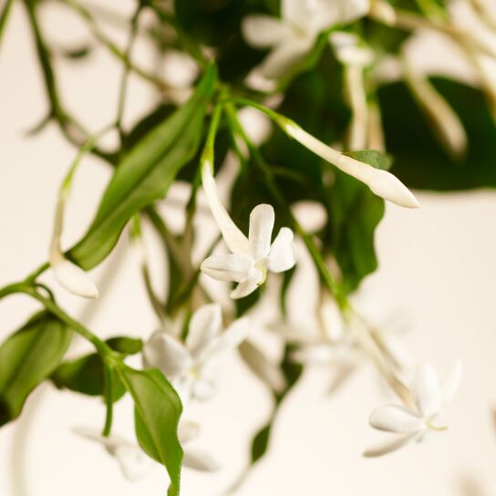 SWEET JASMINE HAND WASH REFILL 1